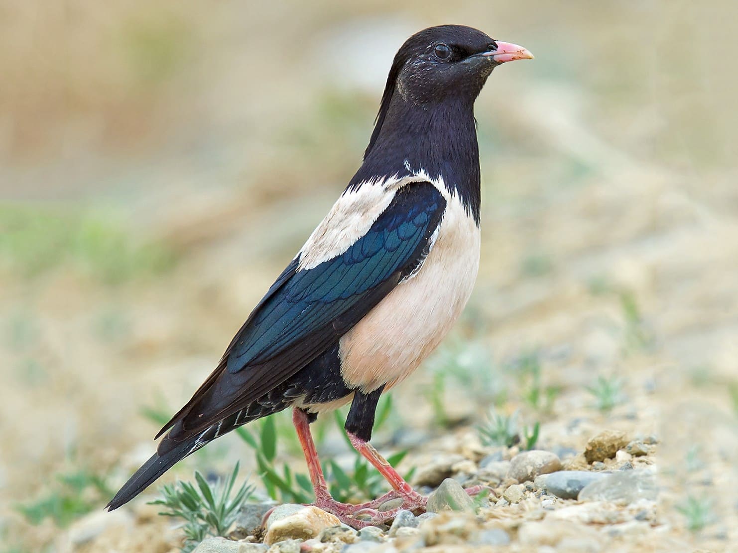 Rosy Starling